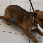 Znaleziono psa, Grudziądz, 28 września 2025