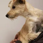 Znaleziono psa, Łódź, 28 września 2025