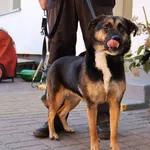 Znaleziono psa, Łódź, 27 września 2025