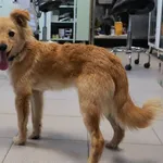 Znaleziono psa, Łódź, 27 września 2025