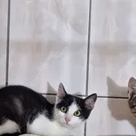 Kot do adopcji, Orzechowce, 25 września 2025