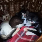 Kot do adopcji, Orzechowce, 28 września 2025