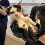 Kot do adopcji, Szczecin, 29 września 2025