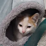 Kot do adopcji, Orzechowce, 28 września 2025