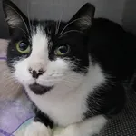 Znaleziono kota, Gdańsk, 29 września 2025