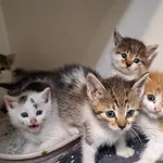 Kot do adopcji, Orzechowce, 28 września 2025