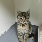 Kot do adopcji, Orzechowce, 26 września 2025