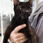 Znaleziono kota, Łódź, 28 września 2025