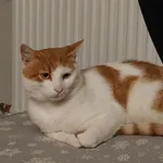 Zaginął kot, Łódź, 29 września 2025