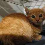 Znaleziono kota, Toruń, 28 września 2025