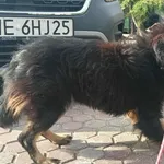 Znaleziono psa, Toruń, 27 września 2025