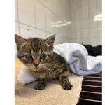 Znaleziono kota, Białystok, 27 września 2025