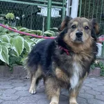 Znaleziono psa, Toruń, 26 września 2025