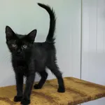 Kot do adopcji, Henrykowo, 15 sierpnia 2025