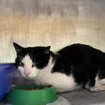 Kot do adopcji, Włocławek, 28 września 2025