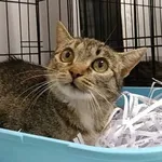 Znaleziono kota, Toruń, 27 września 2025