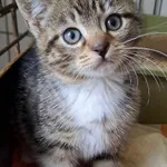 Kot do adopcji, Olsztyn, 21 września 2025