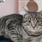 Kot do adopcji, Chmielnik, 30 września 2025