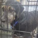 Znaleziono psa, Radom, 27 września 2025