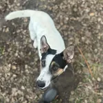 13208/174/25  Pedro - data przyjęcia - 29.09.2025