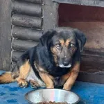 Pies do adopcji, Choszczno, 17 września 2025