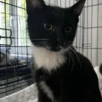 Kocurek poz. 25/708/K