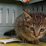 Kocurek poz. 25/707/K