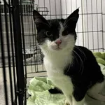 Kocurek poz. 25/706/K