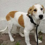 Znaleziono psa, Toruń, 28 września 2025