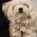 Znaleziono psa, Łódź, 1 października 2025