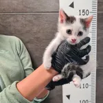 Znaleziono kota, Chełmek, 29 września 2025