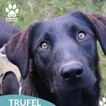 Pies do adopcji, Dąbrówka, 30 września 2025