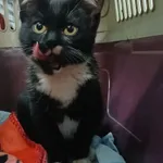 Znaleziono kota, Gdańsk, 2 października 2025