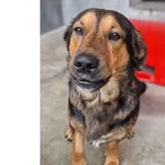 Pies do adopcji, Wrocław, 20 września 2025