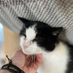 Kot do adopcji, Bydgoszcz, 1 października 2025