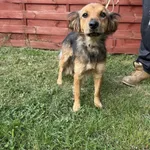 Znaleziono psa, Czartki, 2 października 2025