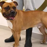 Znaleziono psa, Łódź, 2 października 2025