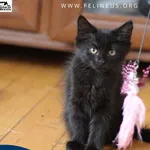 Kot do adopcji, Chmielnik, 2 października 2025