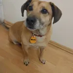 Zaginął pies, Małdyty, 3 października 2025