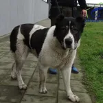 Znaleziono psa, Szczecin, 30 stycznia 2025