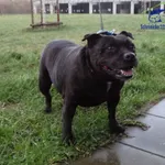 Pies do adopcji, Szczecin, 2 stycznia 2025