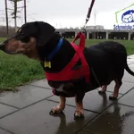 Pies do adopcji, Szczecin, 2 stycznia 2025