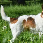 Znaleziono psa, Toruń, 31 grudnia 2024