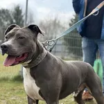 Pies do adopcji, Kraków, 18 września 2025