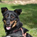 Pies do adopcji, Chełmek, 22 sierpnia 2025