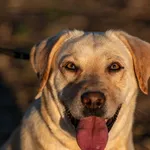 Znaleziono psa, Racławice, 2 października 2025