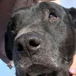 Pies do adopcji, Tatary, 11 sierpnia 2024