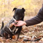 Pies do adopcji, Milanówek, 17 kwietnia 2025