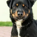 Znaleziono psa, Skałowo, 3 października 2025