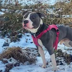 Fiodor (hugo) - już w domu